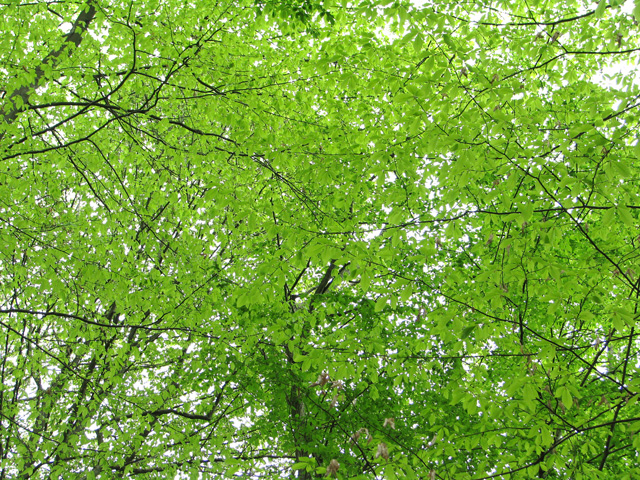 IMG_1873s
