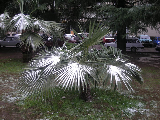 DSCN0343s