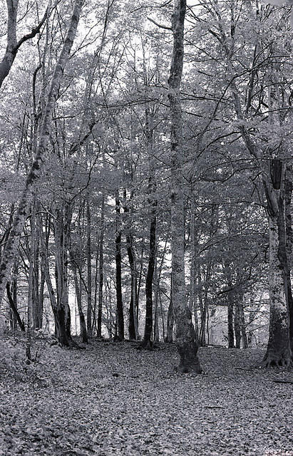 img2820.jpg