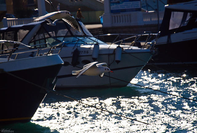 _DSC0603.jpg