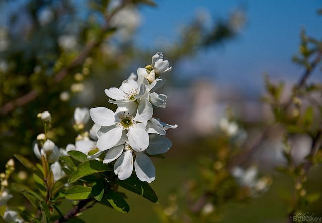 Экзохорда Альберта (Exochorda Albertii)