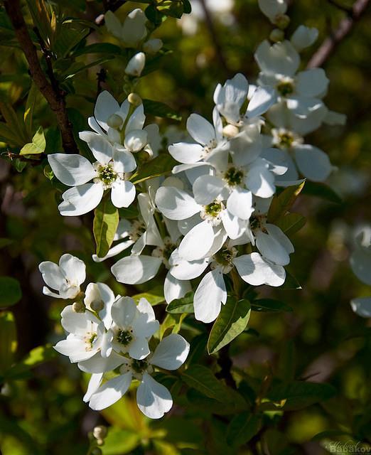 Экзохорда Альберта (Exochorda Albertii)