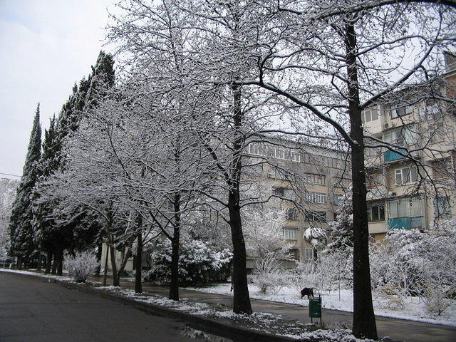 Всё та же улица Роз