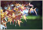 img1891s