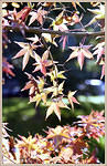 img1894s