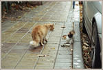 img1914s