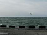 IMG_0446cks