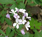 IMG_0749s