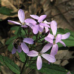 IMG_0962s