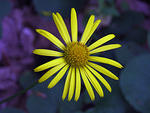 IMG_1860-1s