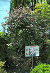 IMG_1911s