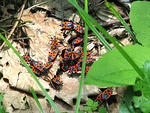 IMG_1933s