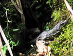 IMG_1991s