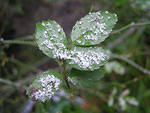 DSCN0339s