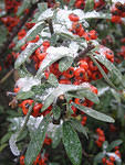 DSCN0341s