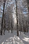 Снег осыпается с деревьев